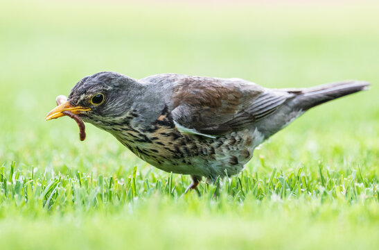 Pine thrush bird in the grass with worm