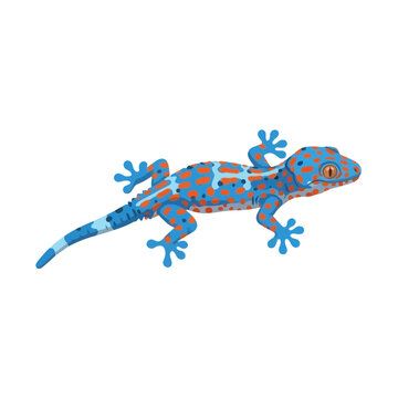 Vibrant tokay gecko with blue and orange spots