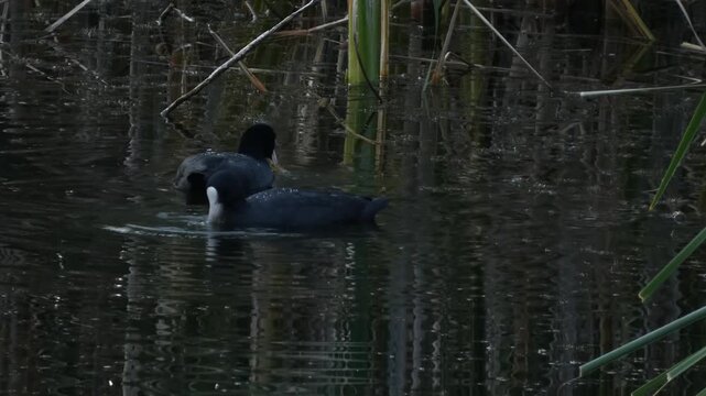 Two black birds Eurasian coot (Fulica atra) foraging algae together in swamp water. Natural lighting, medium shot, calm atmosphere. Connection and Interconnection.