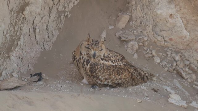 Close up Video of Eagle owl rests in rocky hollow, eyes half-closed. Feathers blend with earthy tones, camouflaged perfectly. Natural shelter offers warmth and protection from wind. stare, eagle, owl,