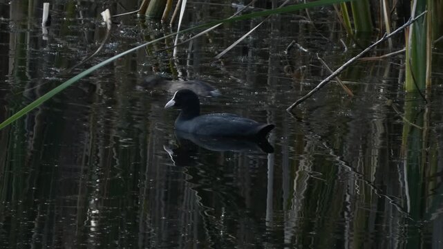 Black bird Eurasian coot (Fulica atra) and small Little grebe (Tachybaptus ruficollis) swimming in swamp. Natural lighting, medium shot, shadowy. Diversity and Survival.