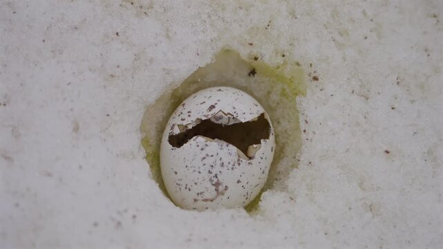 Predated Penguin Egg in Snow Nest