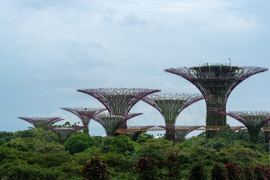 Supertree Grove rising above lush greenery in Singapore