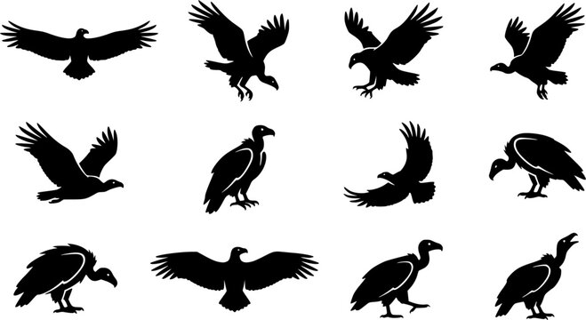 Vulture silhouette icon set, flat black glyph style, pure white background