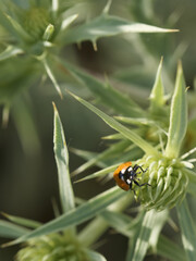 Obraz premium Ladybug crawls on green plant leaves under sunlight in a garden setting during the day