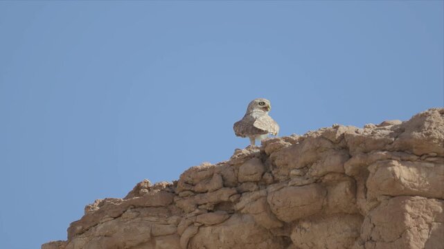 Video of Little owl perches atop sun-baked stone wall and looking alert around. Sky behind is clear and vast. Bird gazes calmly, watchful and still. Perfect for nature, wildlife, or desert imagery.