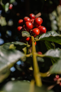 Close-up de cafeeiro com frutos maduros em ambiente rural e natural.
