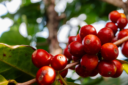 Close de ramos de caf&eacute; com foco nos frutos maduros.