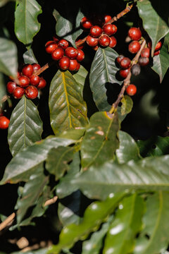 Produ&ccedil;&atilde;o de caf&eacute; de especialidade no Brasil: foco nos frutos e na folhagem na &aacute;rvore.
