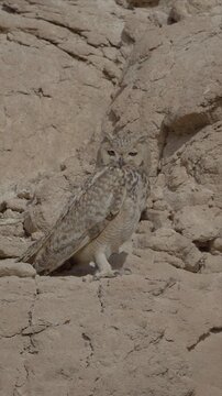 Close up video of Large owl perches on rocky terrain in desert and guarding his nest. Its feathers blend with the dry, sun-baked stones. The bird stares forward with piercing yellow eyes.
