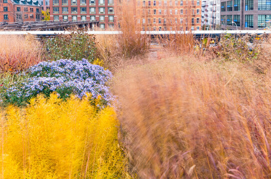 Ornamental grasses and purple asters grow in an urban park garden against Manhattan brick architecture, representing nature in the city tourism, High Line, New York City, United States.