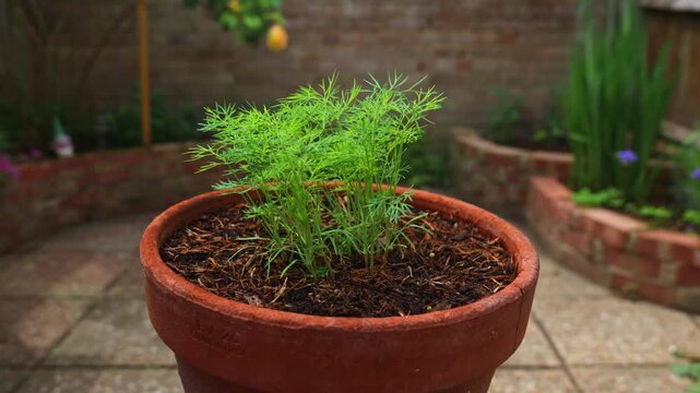 360 degree rotation of fresh green dill plant growing in a terracotta pot outdoors
