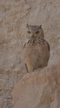 Close up video of owl perches on rugged rock face. Eyes gleam with alertness, feathers softly textured. Natural camouflage blends with dusty, weathered stone. Wild, quiet presence suggests ancient