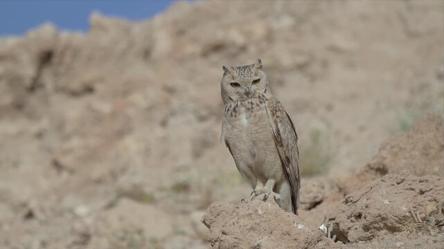 Close up Video of a Owls relaxing and wings outstretched mid-flight over arid terrain. Soft earth tones dominate the rocky background. Brown and white feathers contrast with the dry landscape. Low-ang