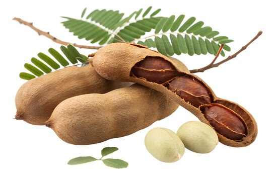 Bundle of Fresh Brown Tamarind Pods with Green Leaves and Cut Slices Isolated on White Background &ndash; High-Resolution Hyper-Realistic Tamarindus Indica Fruit for Culinary, Cooking, and Sour Spice Graphi