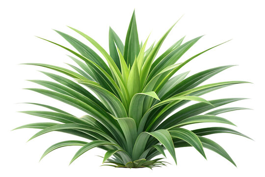 Fresh Green Pandan Plant Bush Front View Isolated on White Background &ndash; High-Resolution Hyper-Realistic Pandanus Amaryllifolius Leaf Bundle for Culinary, Flavoring, Sweet Desserts, and South Asian Coo