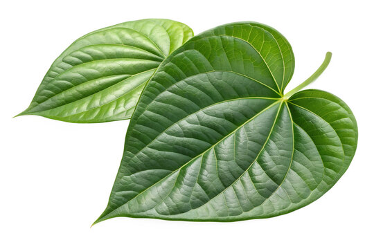 Two Fresh Green Betel Leaves Overlapping Front View Isolated on White Background &ndash; High-Resolution Hyper-Realistic Piper Betle Leaf Composition for Cultural, Medicinal, and Paan Product Graphic Design