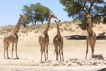 Cape or South African Giraffe (Giraffa camelopardalis giraffa) in Nossob Riverbed with Gemsbok behind Kgalagadi Transfrontier Park, Kalahari, South Africa © gozzoli