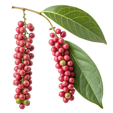 Vintage Botanical Illustration of Pink Peppercorn Berry Branch with Green Fern Leaf Isolated on White Background &ndash; High-Resolution Hyper-Realistic Schinus Molle Spice Graphic Design Element for Cookin