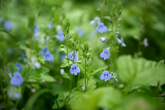 Close-up of vibrant blue Germander Speedwell (Veronica chamaedrys) wildflowers in a sunny spring meadow.