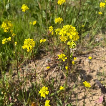 High angle shot of blooming wild mustard (Sinapis arvensis) yellow flowers growing in a rural field. Beautiful charlock wildflower asset for agriculture, botany and nature backgrounds.