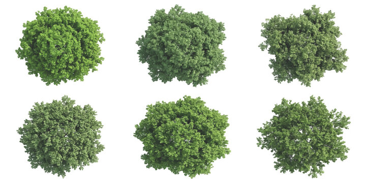 Set of six green trees seen from above for landscape design and architectural project site plans and maps