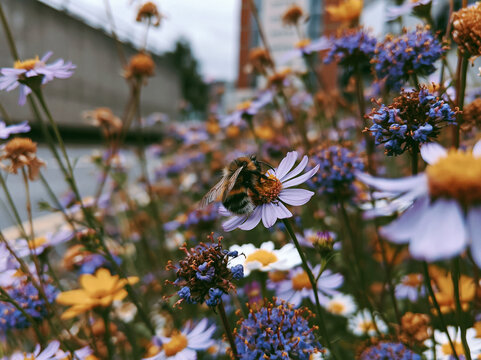 <Bee in Vibrant Wildflower Meadow: Close-Up Macro Photography of Honeybee Pollinator in Nature's Colorful Garden>
