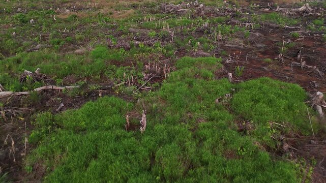 A landscape of clear-cut forest with new shoots and tree stumps following clear-cutting, illustrating the impact of deforestation.