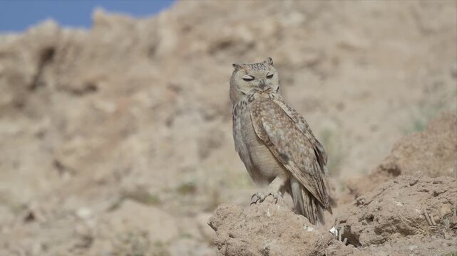 Close up video of Scaly-brown owl perches on rocky outcrop and watching. Sharp eyes scan distant horizon with quiet vigilance. Sunlight glints off feathers in natural desert light. Stillness dominates