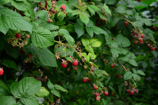 organic Red Raspberries Growing on a Bush in a Garden