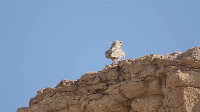 Video of Little owl perches atop sun-baked stone wall and looking alert around. Sky behind is clear and vast. Bird gazes calmly, watchful and still. Perfect for nature, wildlife, or desert imagery.