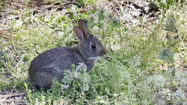 a small baby bunny in a field eating grass