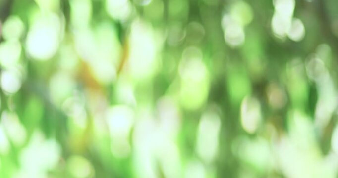 Abstract green nature bokeh background with soft focus and natural light, ideal for eco themes, presentations, wellness, and backdrops
