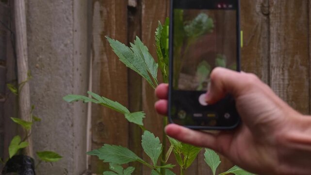 Person holding mobile phone vertically recording a blooming pink rose bush in the backyard garden