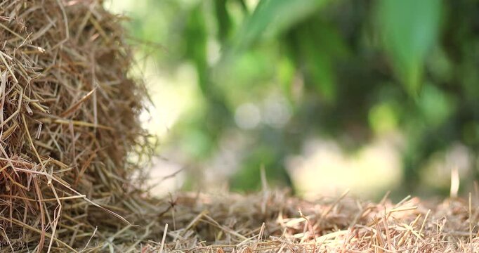 Hay bale for natural product display, Straw stack for organic advertising, soft green bokeh background and sunlight, ideal for agriculture themes, Natural backdrop and mockup use