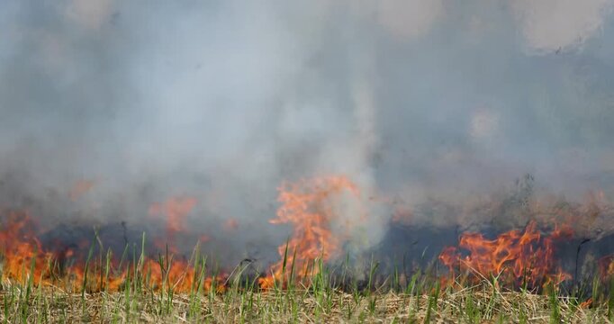 Rice straw burning in post harvest fields to prepare farmland, Thick smoke and air pollution, Grassland fire with intense flames and smoke, Climate rural landscape burning, illustrating wildfire risk