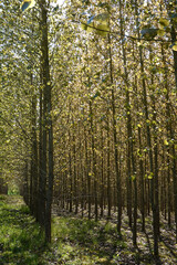 Fototapeta premium Neat lines of planted trees, Berkshire, UK
