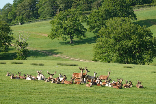 Deer in parkland, Berkshire, England, United Kingdom, Europe