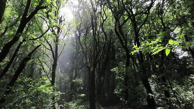 A nature-themed video background from a high mountaintop, offering panoramic views of the surrounding landscape, mist, trees, sunset, and cool, refreshing air during an adventurous travel experience.