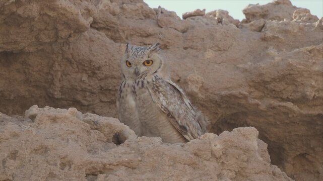 
Close up video of an Elegant owl perches atop rugged, sunlit sandstone and watching. Gaze locks steady, alert, watchful. Feathers blend into arid terrain. Sandy cliffs frame its silent vigil. Perfect