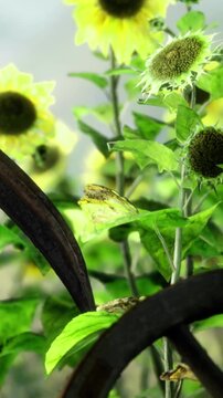 Sunflowers bloom in a garden, partially hidden by a metal trellis. Green leaves surround the flowers, creating a vibrant view in a well lit area during the day.