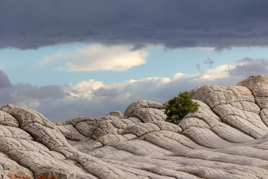 View of the unique white sandstone brain rock formations at White Pocket with a single green tree under a dramatic cloudy sky in Coconino County, Arizona, United States.