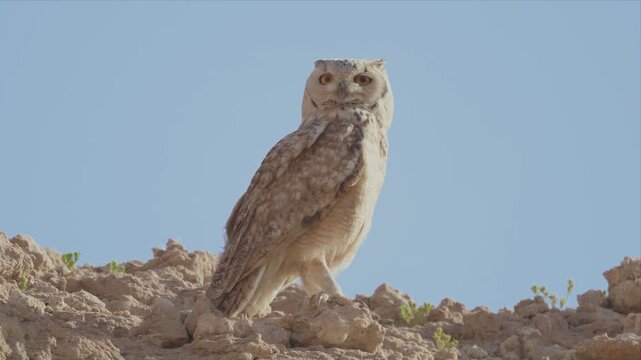Close up video of an Owl perches atop rocky terrain under clear blue sky and looking around. Feathers blend with earthy tones, offering natural camouflage. Eyes wide, alert, as if scanning distant 