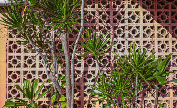 Green Pandanus Plants Against a White Cinder Block Decorative Wall Background.