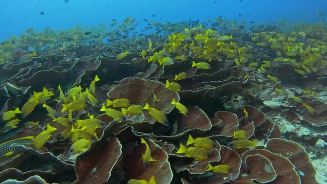 School of striped snapper yellow fish swimming  in world of colorful beautiful seascape.