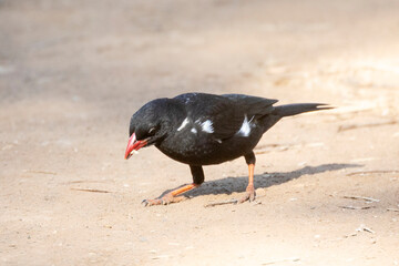 Red-billed Buffalo Weaver (Bubalornis niger) foraging on ground, Mpumalanga, South Africa © gozzoli