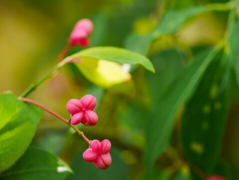 Spindle tree (Euonymus europaeus) as a beautiful nature wallpaper. Taken in Tremosine.