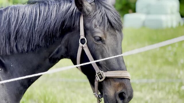 Black horse wearing halter on green farm pasture
