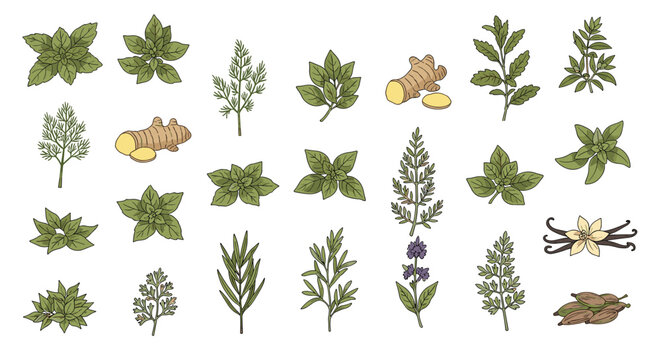 Large set of various fresh herbs, spices, and ingredients like mint, basil, ginger, rosemary, and vanilla beans in hand-drawn style.