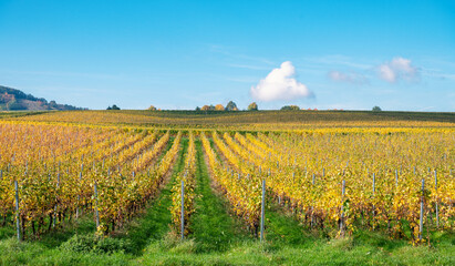 Vineyard in autumn, riesling wine harvest, Moselle valley landscape, autumnal foliage, agriculture plants in Trier, Germany © Berit Kessler